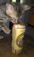 /album/we-still-have-2-available-kittens-visit-us-n-reserve-now-/alpha-sorozik-jpg1/